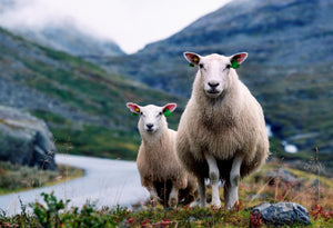 Sheep in Norwegian mountains