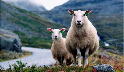 Sheep in the Norwegian mountains