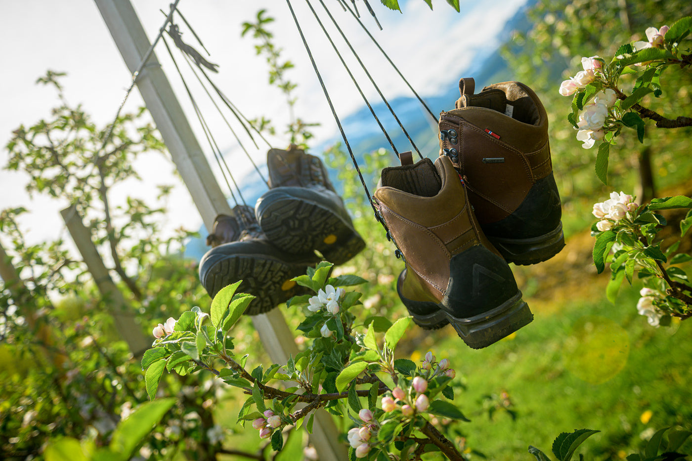 Alfa shoes hanging out in nature